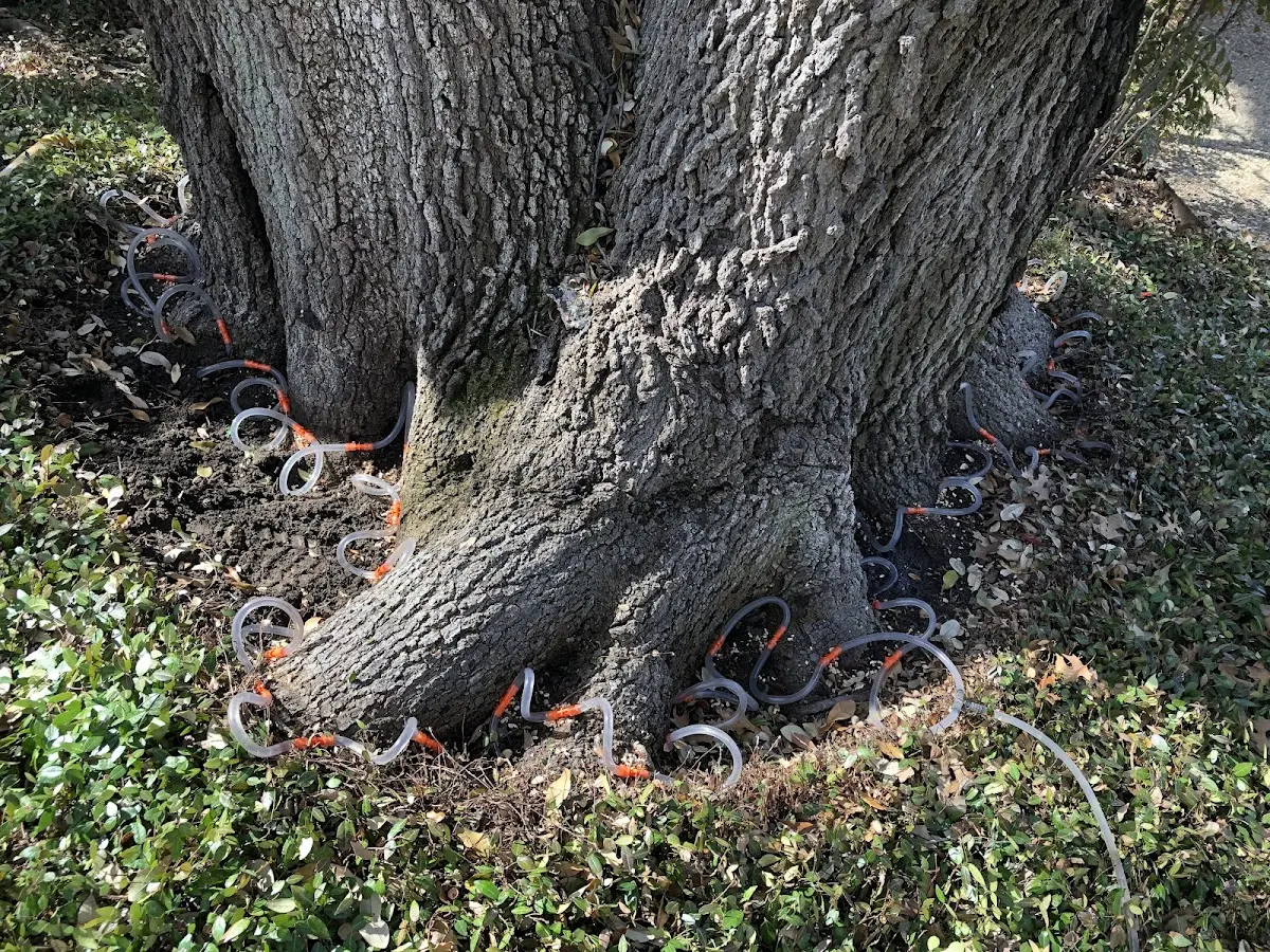 Detailed Tree Cabling and Bracing job site in Carterville